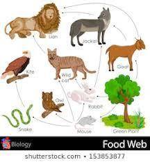 The difference between food chain and food web