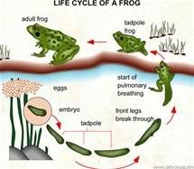 How are tadpoles and frogs different from each other.?