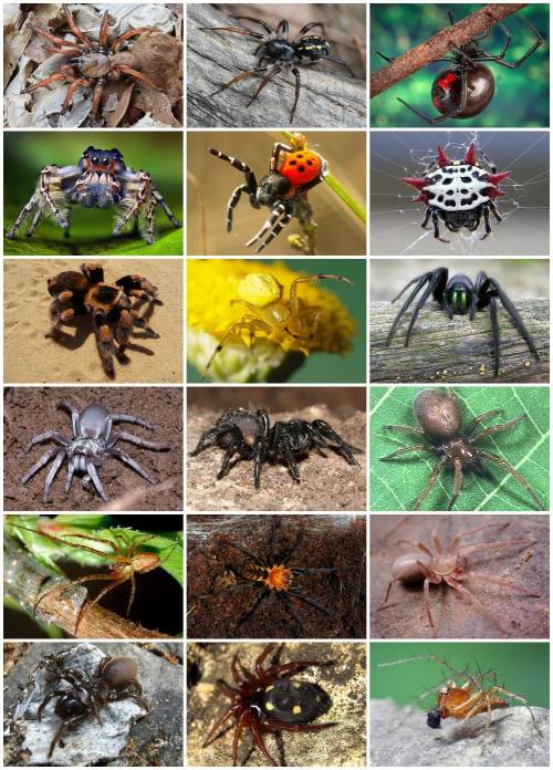 What is the summary of the article, spiders:  in pursuit of prey?