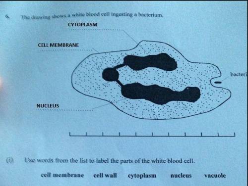 Use the words to label the white blood cell