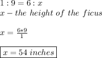 1:9=6:x \\ x-the \ height \ of \ the \ ficus \\\\ x=\frac{6*9}{1} \\\\ \boxed{x=54 \ inches}