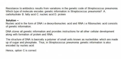 Which type of molecule encodes genetic information in streptococcus pneumoniae