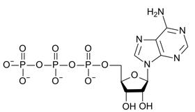 98 points the structure of adenosine triphosphate (atp) is shown here. explain how energy stored i