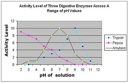 ﻿the graph illustrates the relative activity levels of three common digestive enzymes, where 0 repre