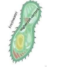 The paramecium shown in the picture below is a freshwater protist. the salt content of its cytoplasm
