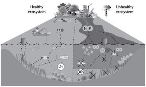 The figure below shows the relationship of a healthy and unhealthy ecosystem. if regulations were pu