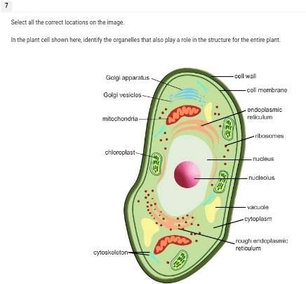 Comment the answer ! in the plant cell shown here, identify the organelles that also play a role in