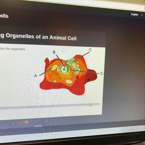 Use the drop-down menus to label the organelles in the picture to the right label a