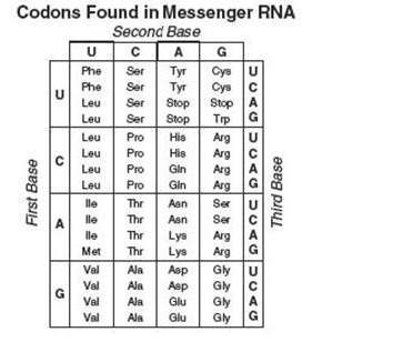 Use the following chart to determine what peptide would be made if you had a dna sequence of “adenin