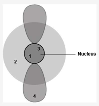 The diagram shows four different locations in an atom. a shaded circle is shown, labeled nucleus. tw