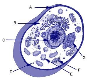 What is the function of the organelle labeled e in the diagram? a)&nbsp; controls what goes into and