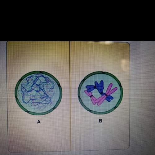 Which image shows a cells dna condensed into chromosomes? a or b?