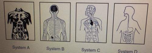 The diagrams represent some of the systems that make up the body. a similarity between these systems