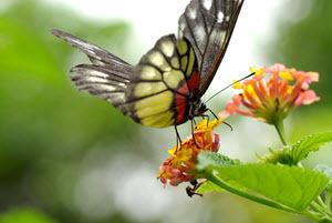 The butterfly pollinates the flower. what is the relationship between the two organisms? a.) host b