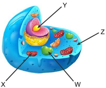 Use this diagram of an animal cell to answer the question.where does the first stage of cellular res