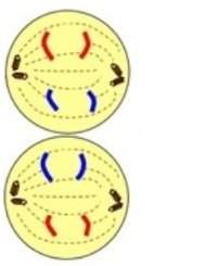 Question 16 : the model below represents a phase of meiosis. what stage of meiosis does the pictur