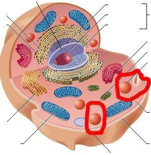 Question 9 unsaved the job of the organelle circled is (there are several in the cell) to be the br