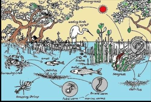 Which organism is a detritivore in the food web shown below? a wading egret b mullet c amphipod