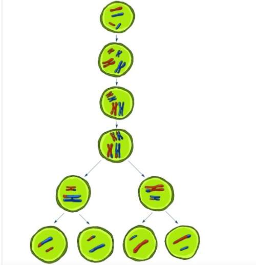 Question 28 the diagram below is representing what type of cell division? describe the type of cell