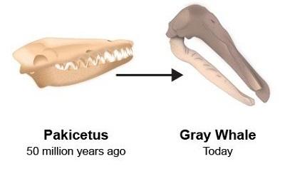 The diagram shows a fossil of an ancient whale skull and a skull of a present-day whale. the ancient