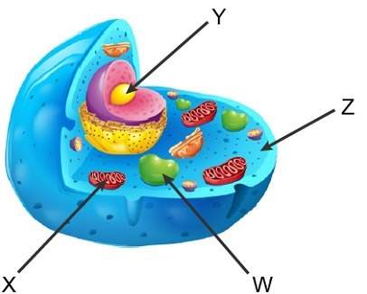 The diagram shows an animal cell. which letter marks the location where carbon dioxide is produced d