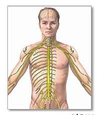 Answer asap 25 points! describe the interactions of the nervous and muscular system.