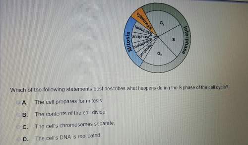 Which of the following statements best describes what happens during the s phase of the cell cycle?&lt;