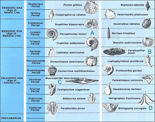 In the following diagram, four different index fossils are labeled: which of the labeled fossils co