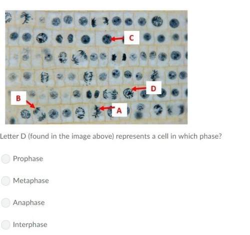 Letter d (found in the image above) represents a cell in which phase? a) prophase b) metaphase c) a