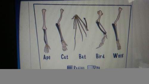 According to these anatomical structures which two animals are probably most closely related