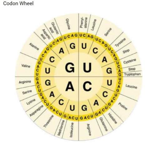 Using the mrna sequence you just created and the codon wheel above, what amino acid sequence will be