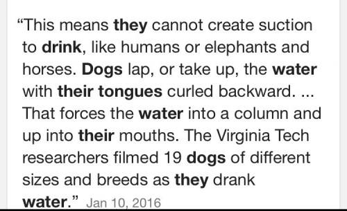 Why do dogs curl their tongue when they drink water? ?