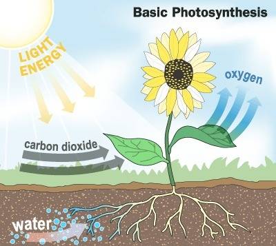 In order for a plant to complete photosynthesis, all of the following need to be present except a) o