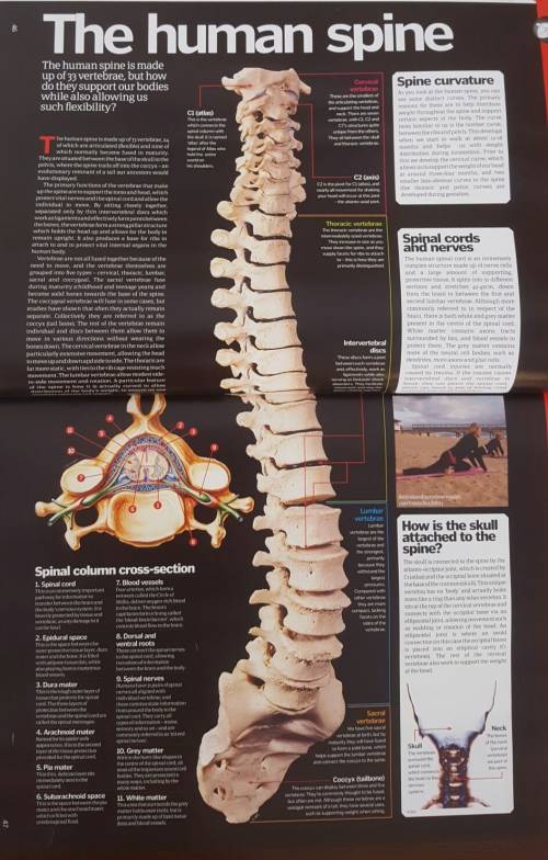 Describe the structure and functions of the parts of the spinal cord.