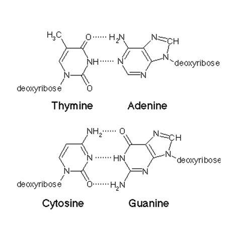 In figure 12–5, what nucleotide is going to be added at point 2, opposite from guanine?  a. adenine