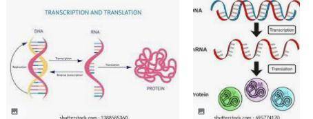Blank - is the process of the messenger rna molecule copying the genetic code from the dna molecule