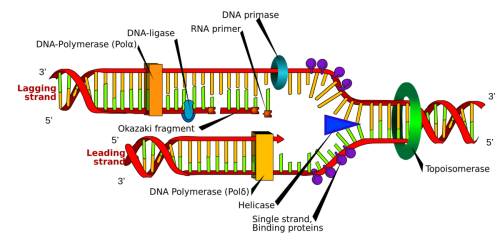 What are the products of the replication of one dna molecule?  select one:  a. two strands joined in