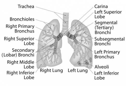 Each lung is fed oxygen by a separate bronchus.  select the best answer from the choices provided. t