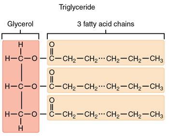 Draw a general diagram of triglyceride. describe the various types of biologically important lipids,