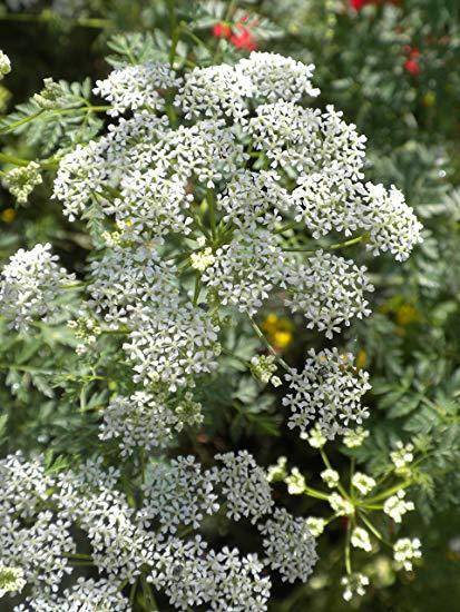 This widely-distributed member of the apiaceae has finely divided, fern-like leaves, a tall, stout,