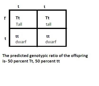 In pea plants, tallness (t) is dominant to shortness (t). what is the predicted genotypic ratio of t