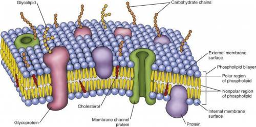 The type of molecules that make up the majority of the cell membrane are a. carbohydrates b. transme