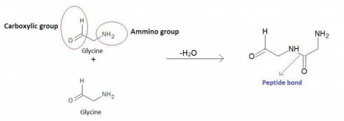Sketch two amino acids side-by-side, on one of them label the functional groups, then show how the t