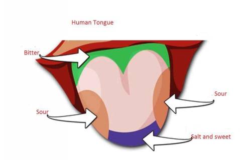 Were certain areas of your tongue more sensitive to tastes than others?  describe your answer using