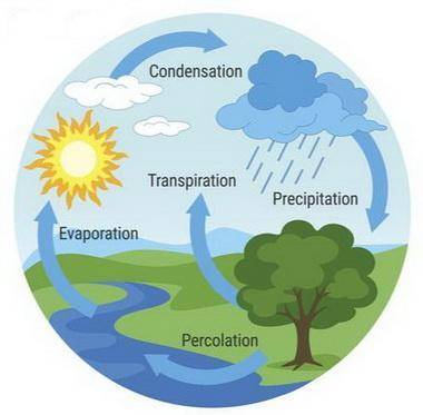 Briefly describe the hydrologic cycle.