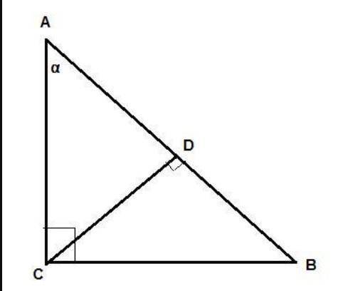 In triangle δabc, ∠c is a right angle and cd is the height to ab find the angles in δcbd and δcad if