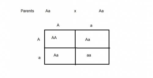 Breeders can use a punnett square, such as the one below, to predict the outcome of a genetic cross.