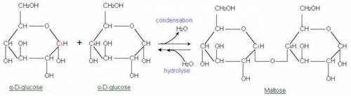 Explain why chemists refer to the joining of monosaccharides molecules to form disaccharides as a d