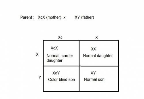 Show how two phenotypically normal parents can produce a male child with color-blindness.