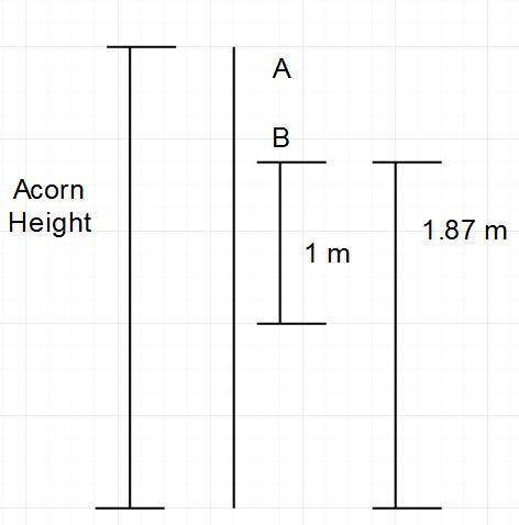 You attach a meter stick to an oak tree, such that the top of the meter stick is 1.87 meters above t